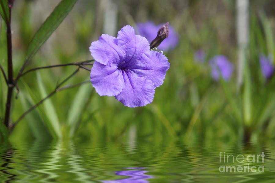 Flower Photograph - Purple Flower #2 by Aged Pixel