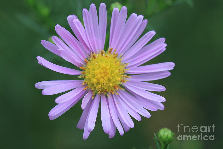 Purple Flower Photograph by Amanda Mohler