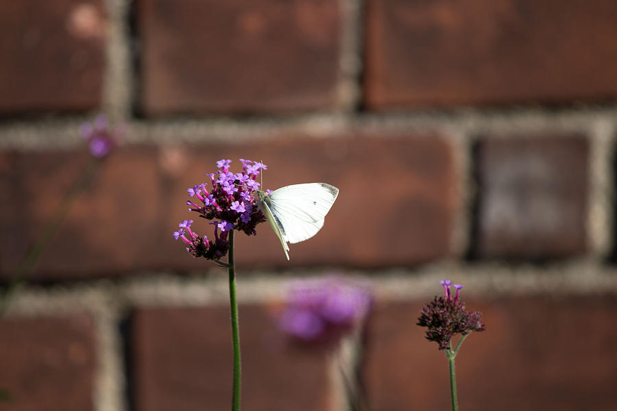 Purple flower and white butterfly Photograph by Susan Jensen