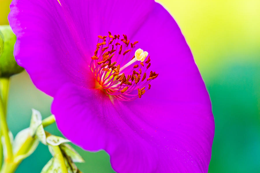 Purple Flower Photograph by Ben Graham