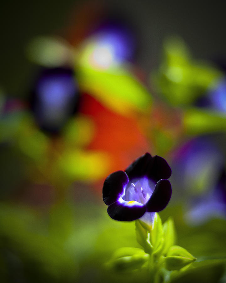 Purple Flower Photograph by Bradley R Youngberg