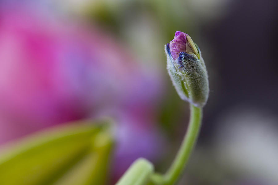 Purple flower bud Photograph by Susan Jensen