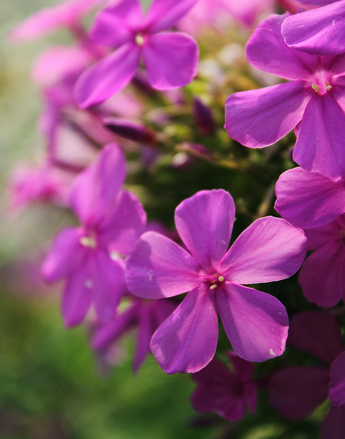 Purple Flower Cascade Photograph by Julie Keller - Fine Art America