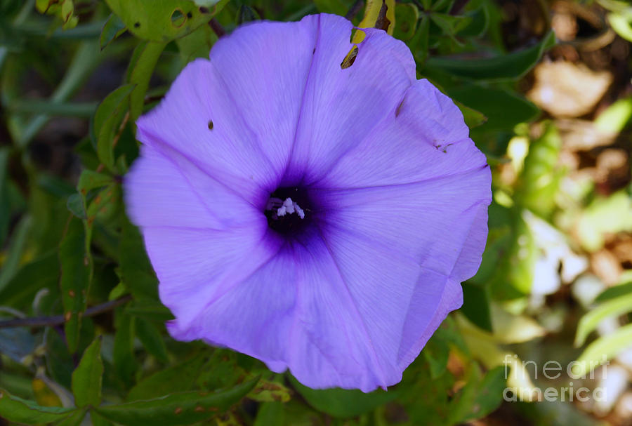 Purple Flower Photograph by Cassandra Buckley