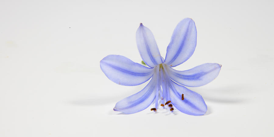 Still Life Photograph - Purple Flower by Cecil Fuselier