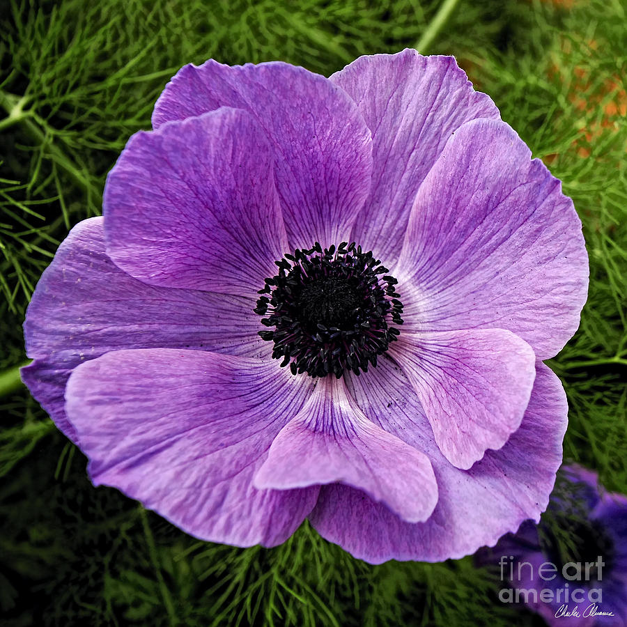 Purple Flower Photograph by Charles Abrams