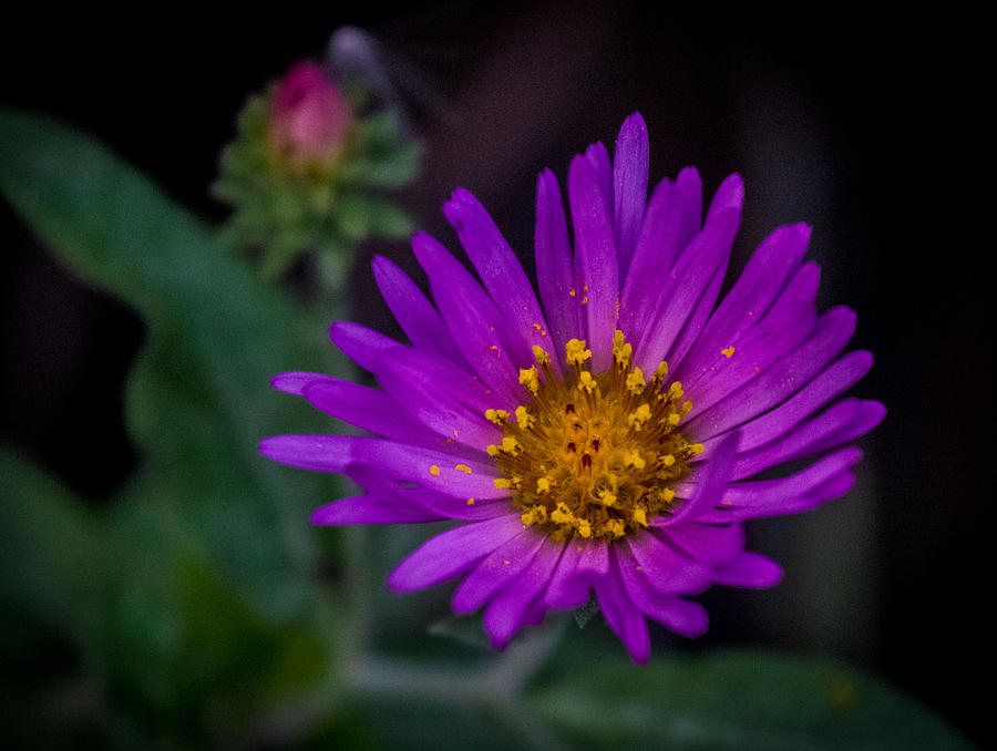 Purple Flower Photograph by Christopher Perez