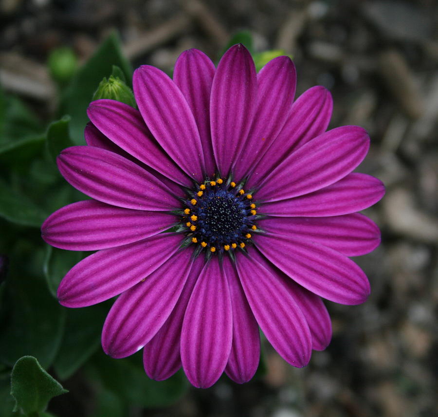 Purple Flower Photograph by Gregory Smith - Fine Art America