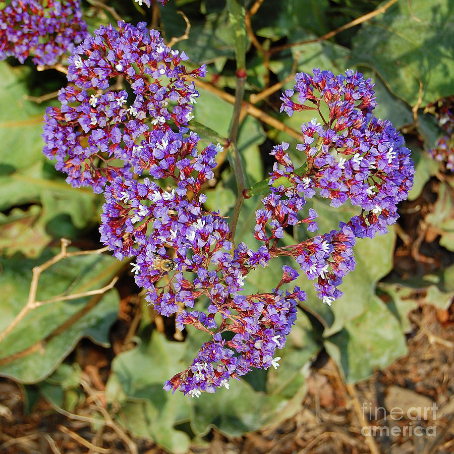 Purple Flower Heart Photograph by Debra Thompson