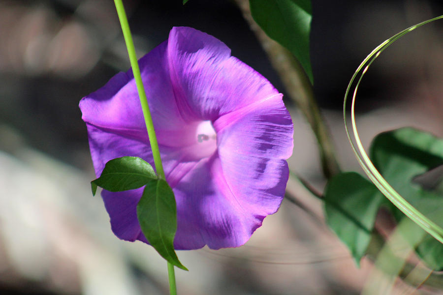Purple Flower Hiding Photograph by Audrey Robillard