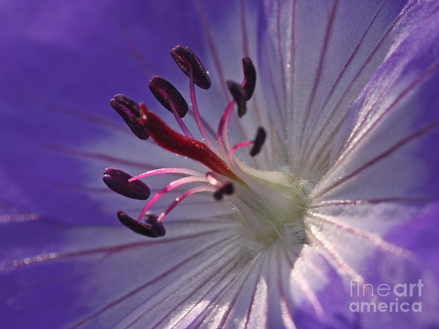 Purple Flower Photograph by Inge Riis McDonald
