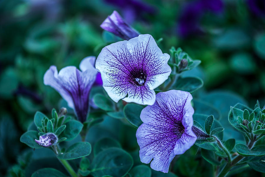 Purple Flower Photograph - Purple flower by Jaime Aguirre