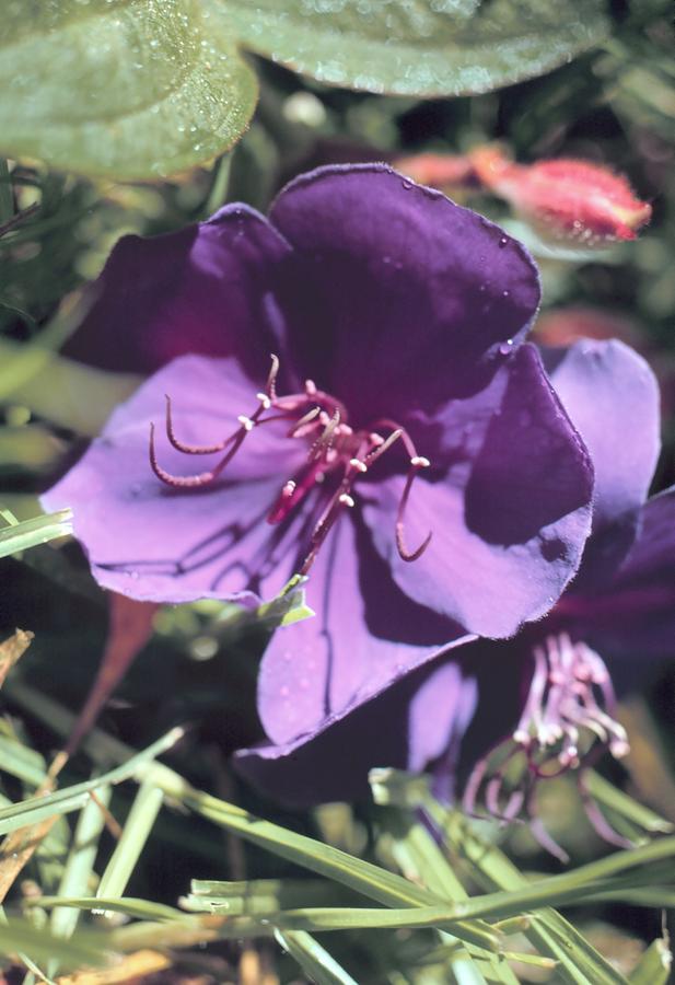 Flower Digital Art - Purple Flower  by James P McVey