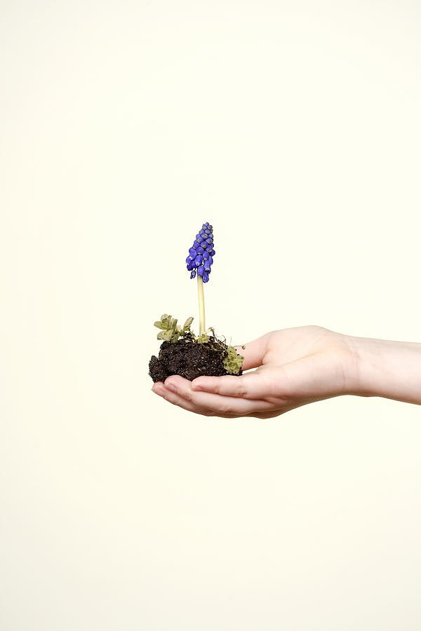 Nature Photograph - Purple Flower by Joana Kruse