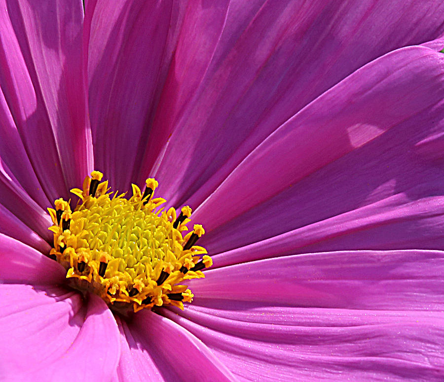 Purple Flower Photograph by John Topman