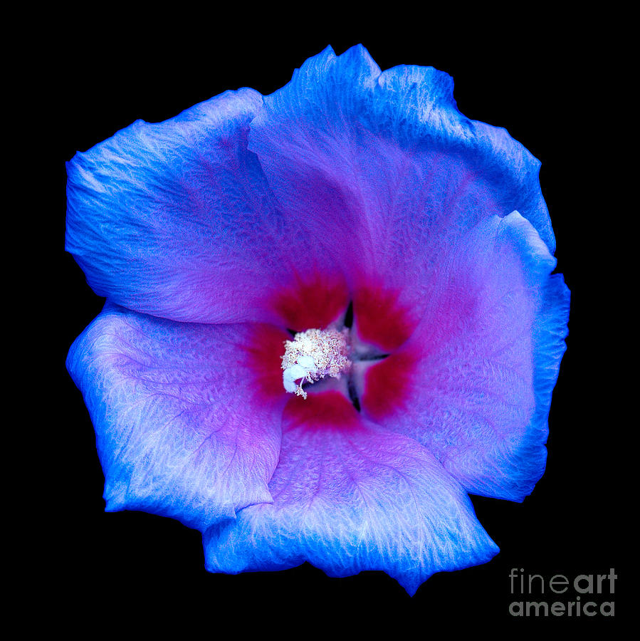 Flowers Still Life Photograph - Purple Flower by Julian Cook