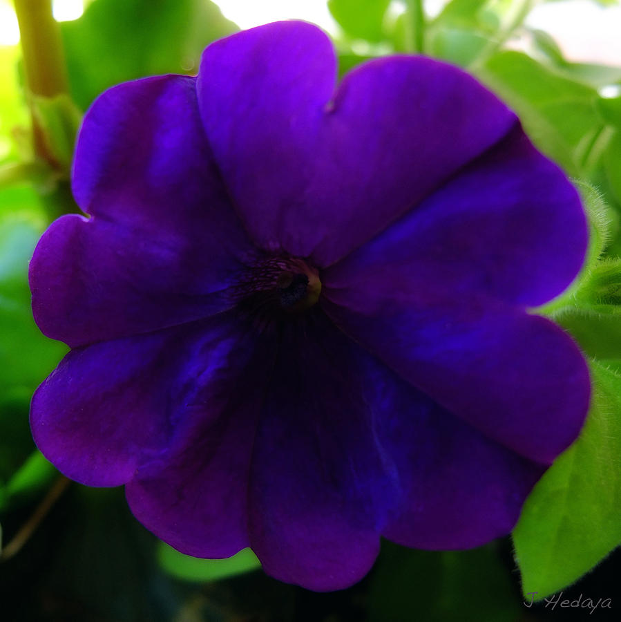 Nature Photograph - Purple Flower Macro Blast by Joseph Hedaya