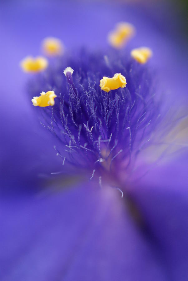 Purple Flower Macro by Kristen Mohr Purple Flower Macro by Kristen Mohr