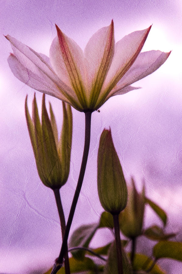 Purple Flower Photograph by Mark Llewellyn