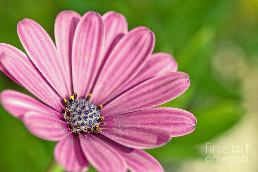 Purple african daisy Photograph by Martin Capek