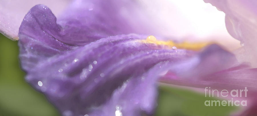 Purple Flower  Photograph by Michelle Constantine