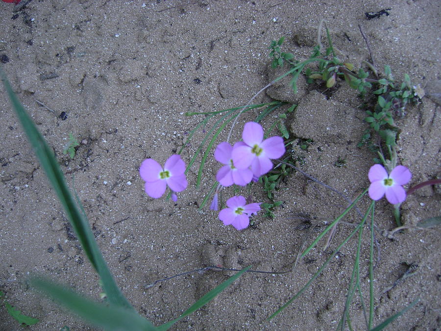Purple Flower Photograph by Moshe Harboun