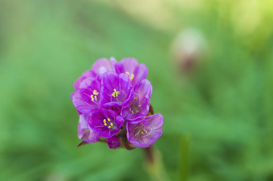 Purple flower Photograph by Paulo Goncalves