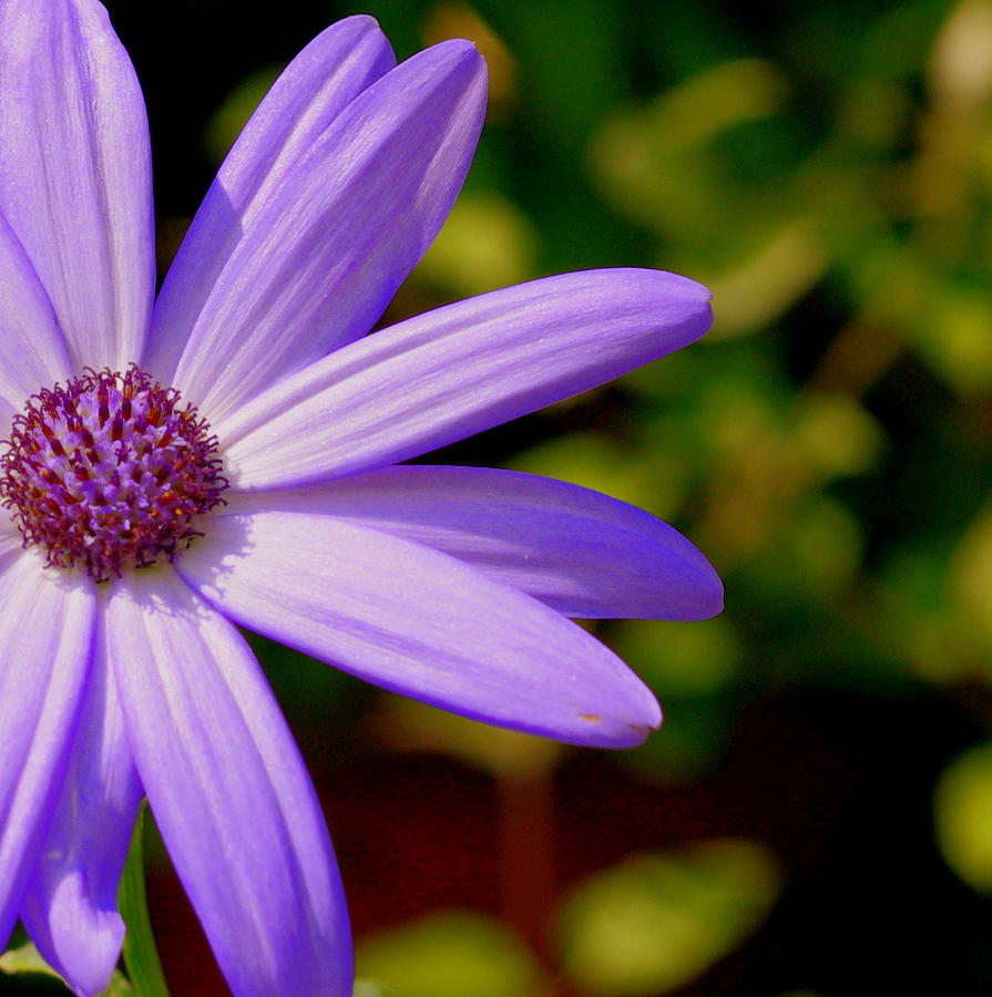 Flower Photograph - Purple Flower petals by Patrick Dinneen