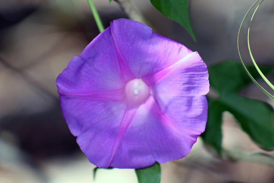Purple Flower Power Photograph by Audrey Robillard