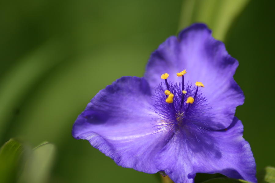 Flowers Still Life Photograph - Purple Flower Power by Tony Gustina