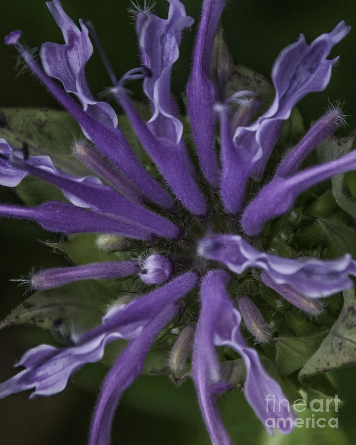 Purple Flower Photograph by Ronald Grogan