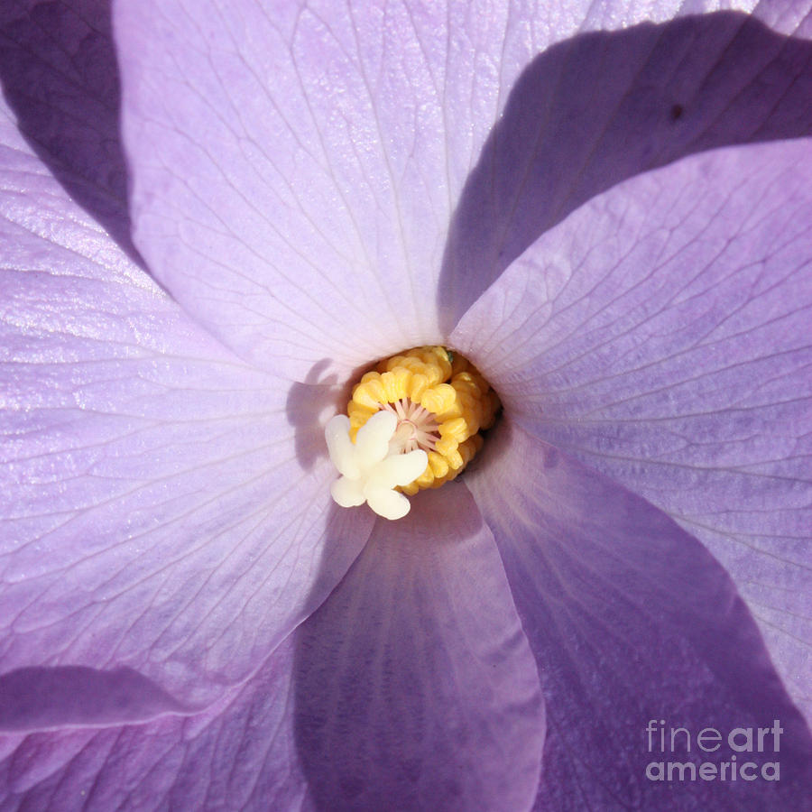 Purple Flower Square Photograph by Carol Groenen