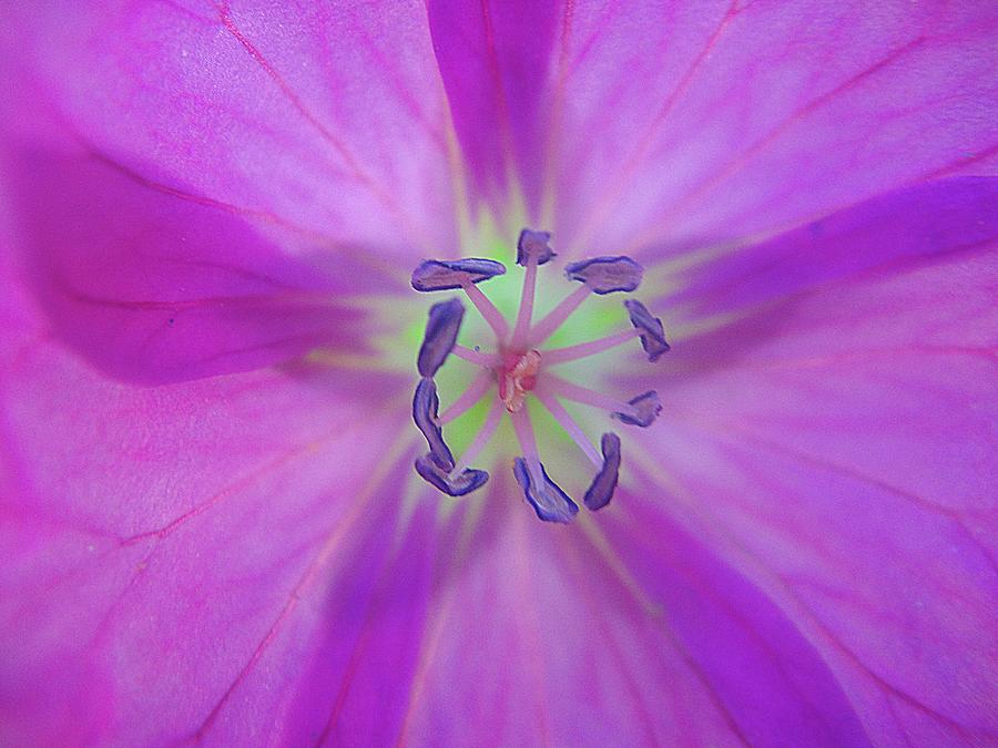 Purple flower star Photograph by Karin Ravasio