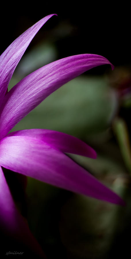 Purple Flower Photograph by Steven Milner