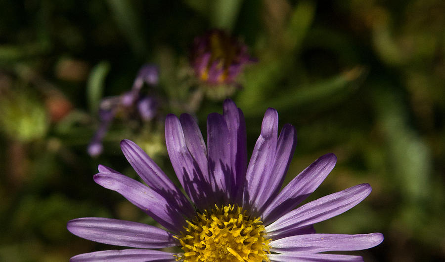 Purple Flower Sunrise Photograph By Douglas Barnett Fine Art America