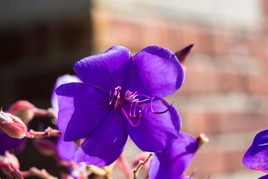 Purple flower Photograph by Susan Jensen