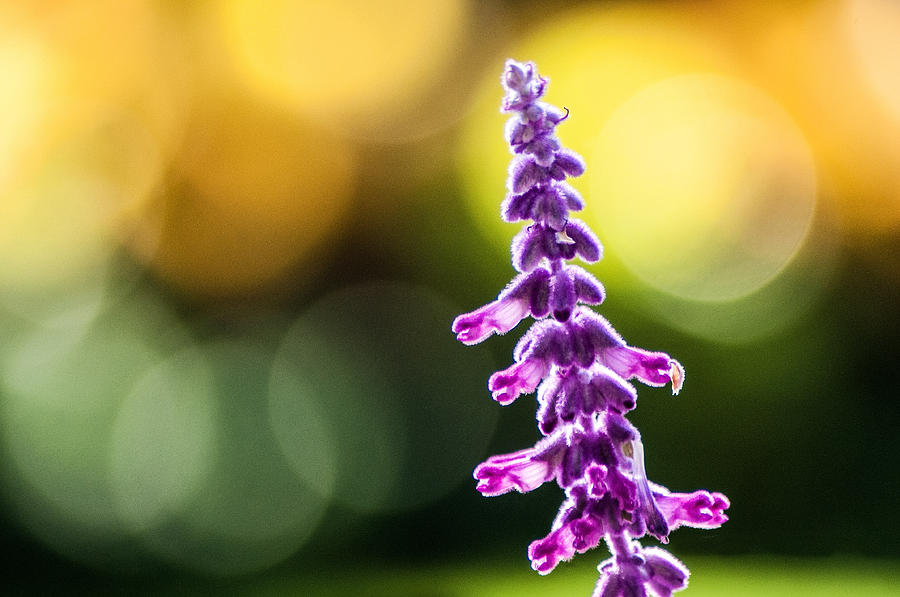 Don Johnson Photograph - Purple Flower with Bokeh by Don Johnson