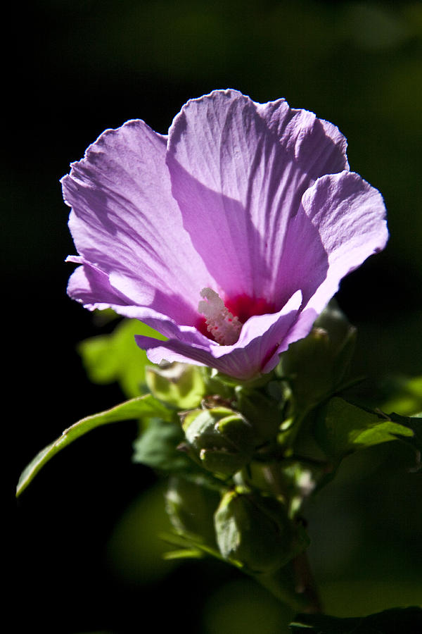 Spring Photograph - Purple Flower with Dark Background by Jennifer Lycke