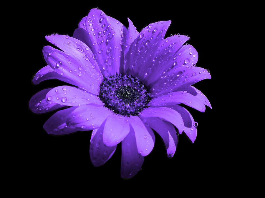 Purple Flower with Rain Painting by Bruce Nutting