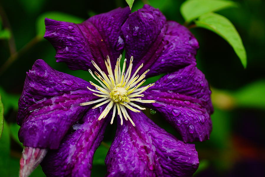 Nature Photograph - Purple flower. by Yuri Levchenko