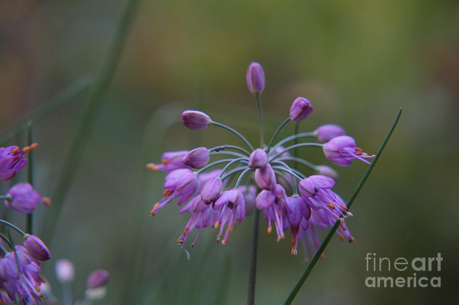 Fall Photograph - Purple Flower by Zori Minkova