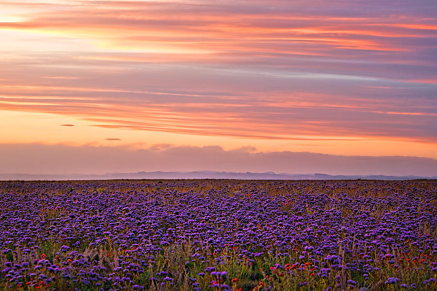 Purple Flowered Majesty Photograph by Rick Wicker