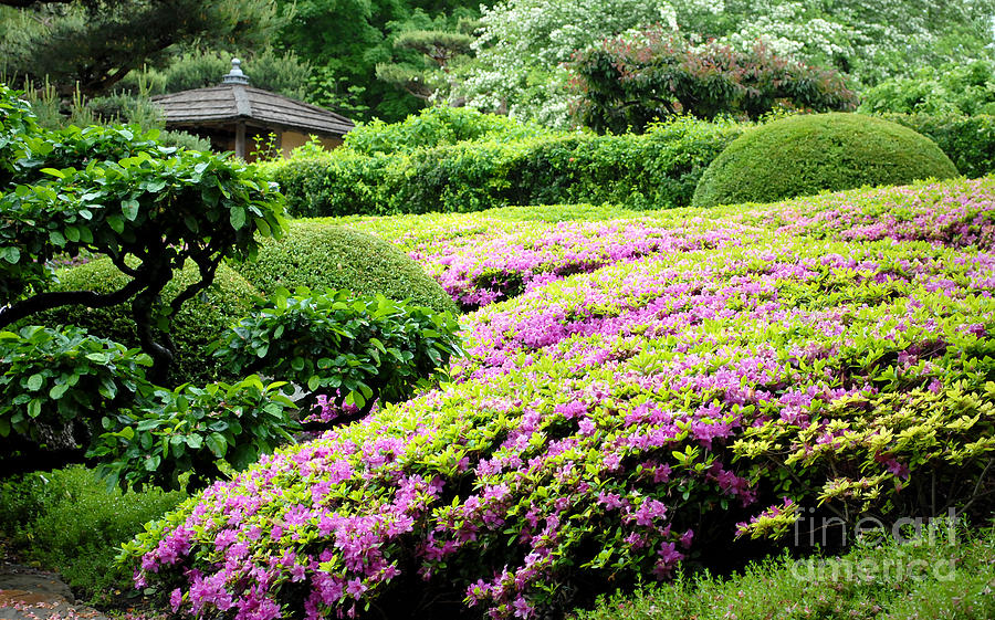 Flower Digital Art - Purple flowering bush by Glenn Morimoto