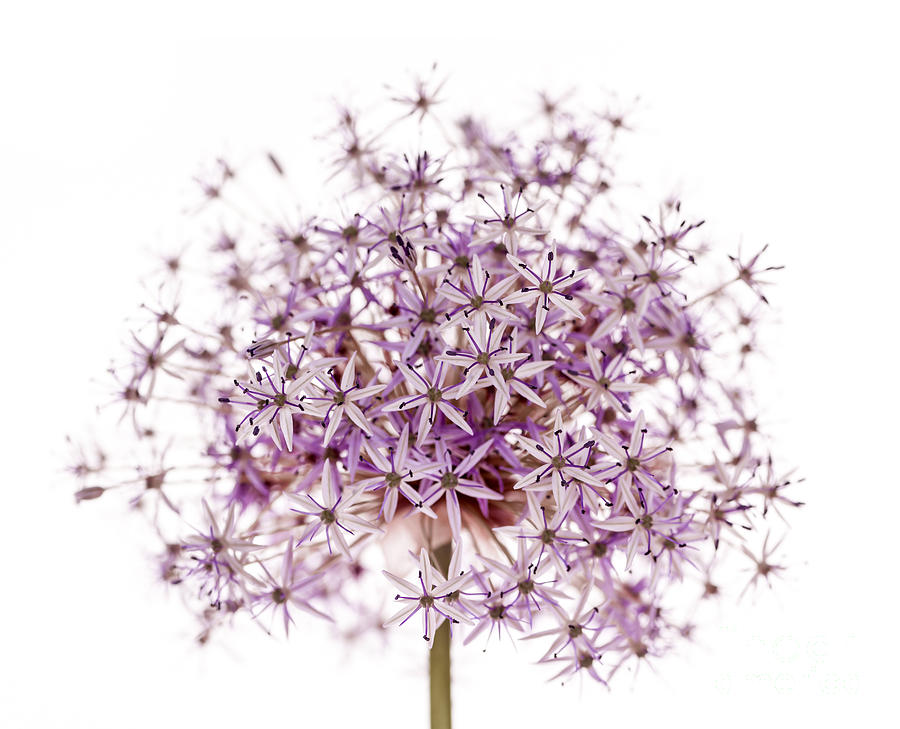 Onion Photograph - Purple flowering onion by Elena Elisseeva