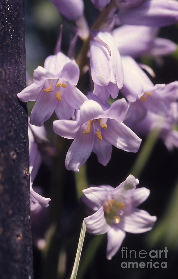 Purple Flowers Photograph - Purple flowers 128 by Stephen Parker
