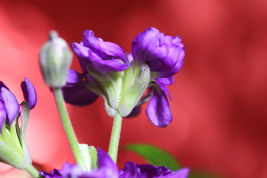Purple Flowers 2 Photograph by Allan Morrison