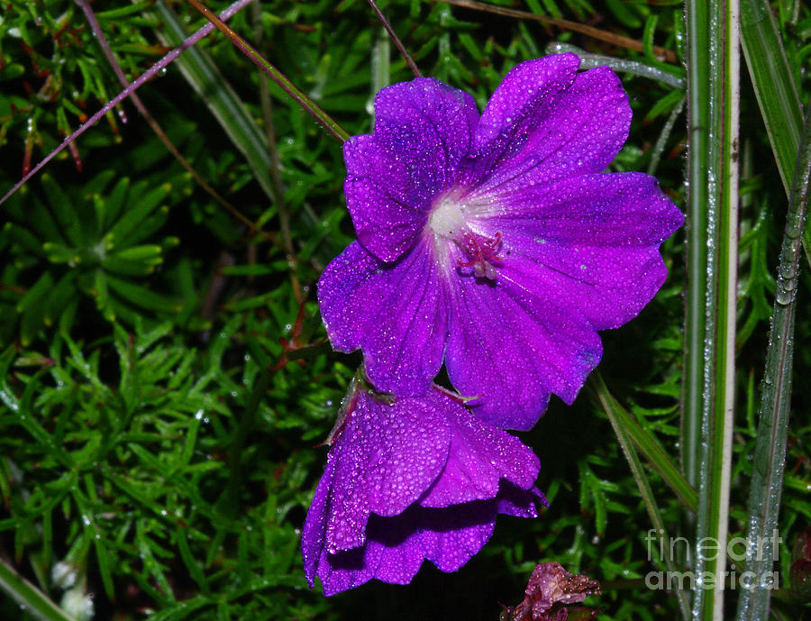 Purple Flower Photograph - Purple Flowers 2.9279 by Stephen Parker