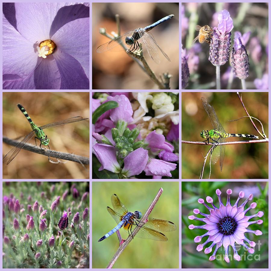 Insects Photograph - Purple Flowers and Dragonflies Collage by Carol Groenen