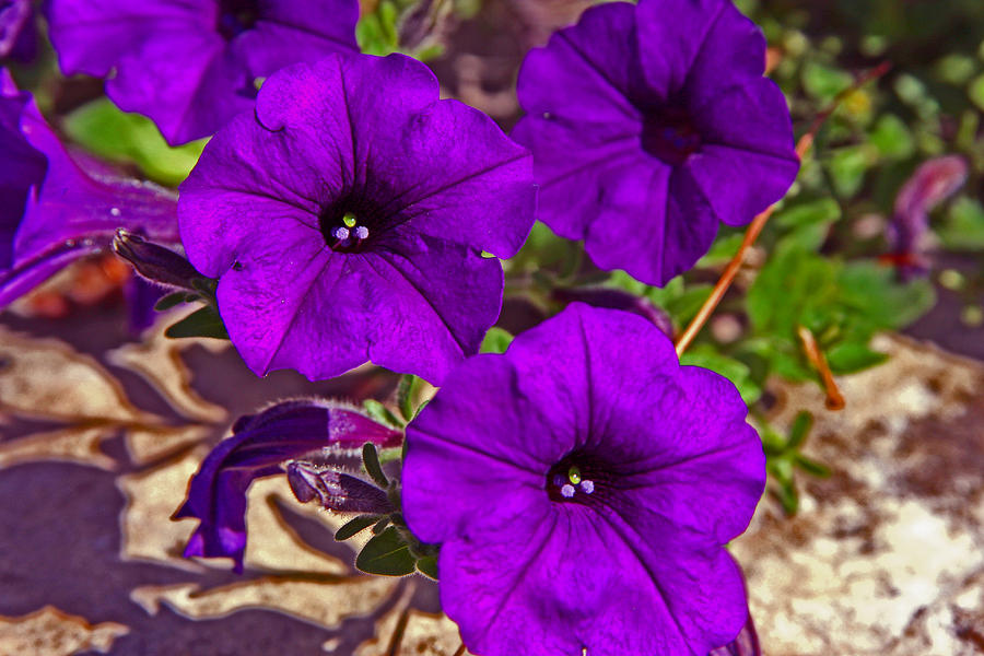 Purple flowers Photograph by Andy Lawless