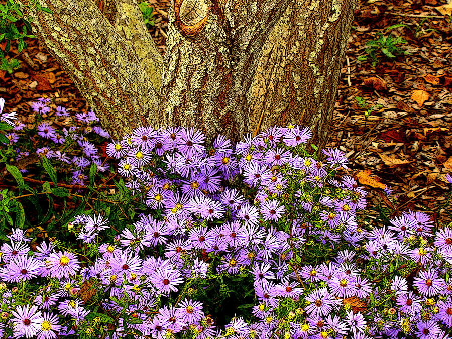 Purple Flowers at Base of Tree Photograph by Rodney Lee Williams